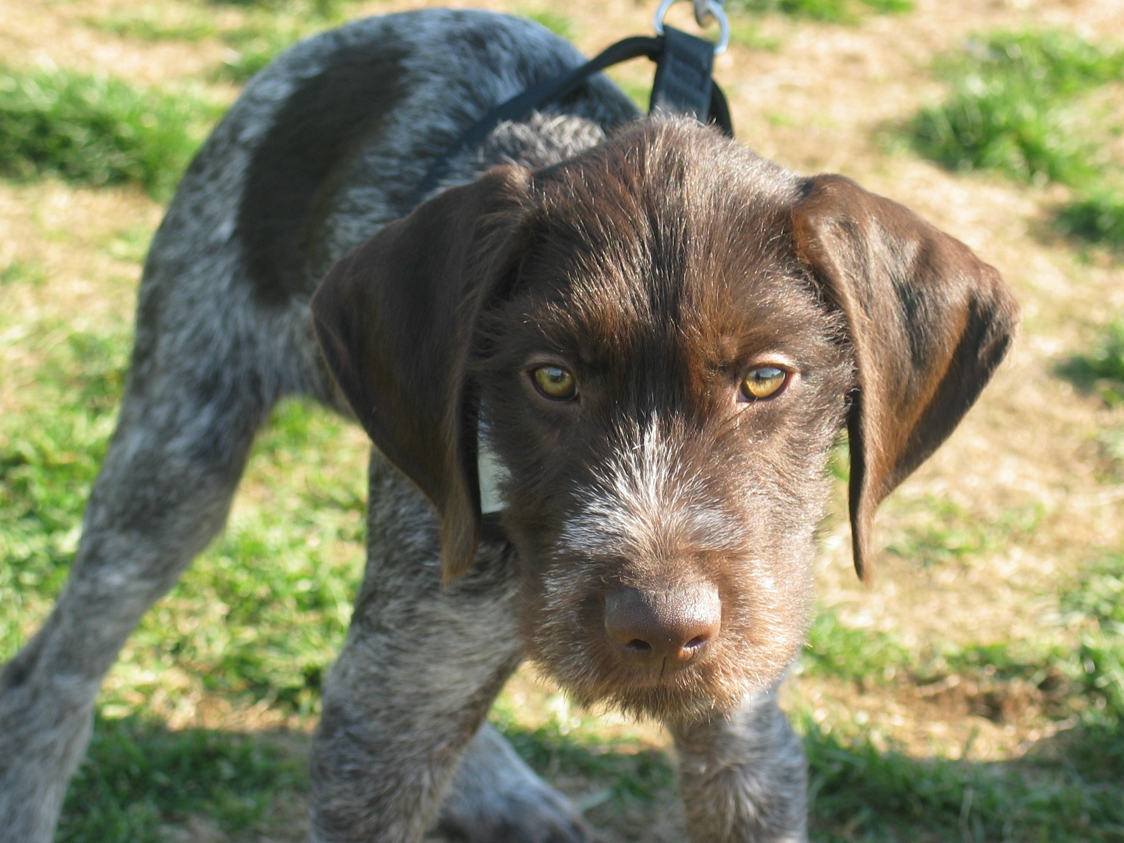 Possible Dog Park Potentially Entering Planning Stage