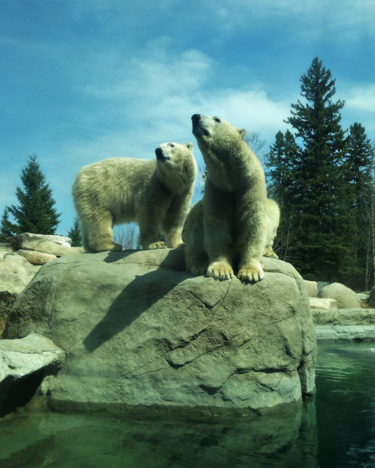Polar Bear Habitat Among the Top Rated Webcams in the World