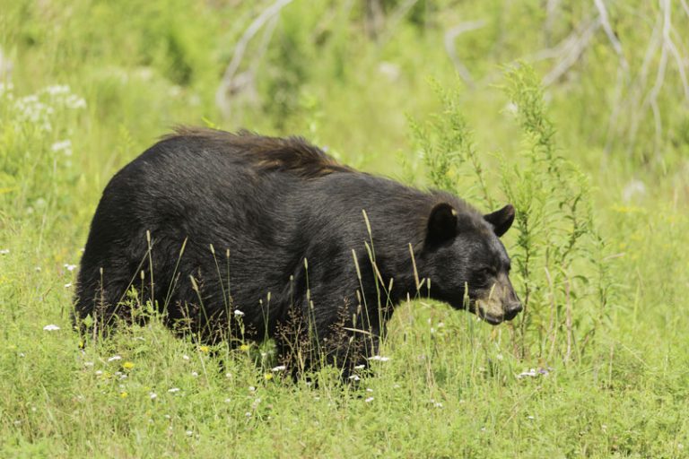 Increased Bear Encounters in a Small Town in Northern Ontario