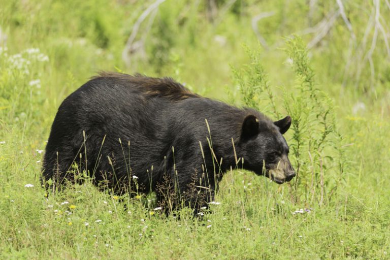 How to Avoid Bear Encounters