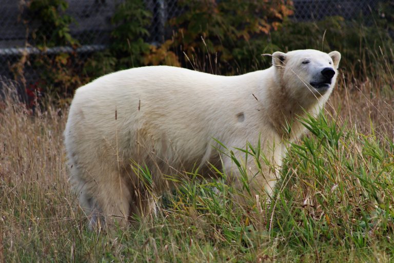 Polar Bears Roaming Northern Communities