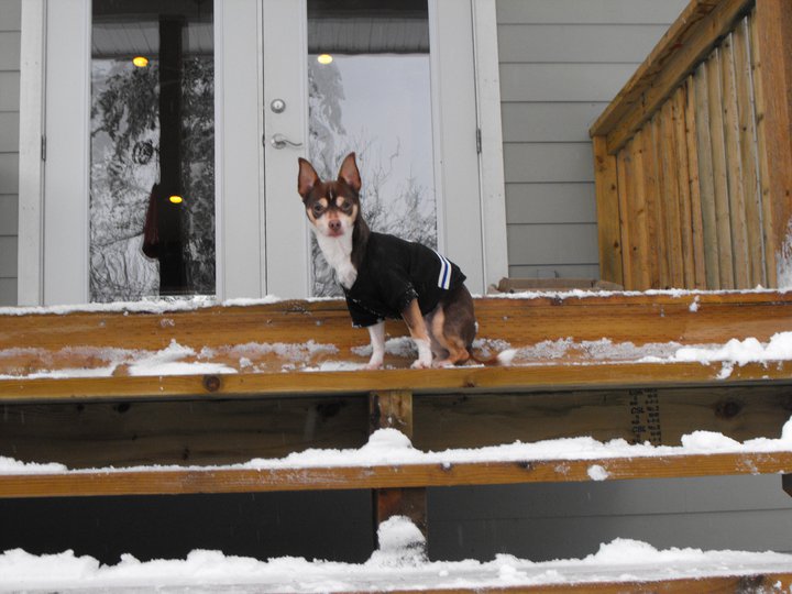 Keeping Animals Safe in the Cold