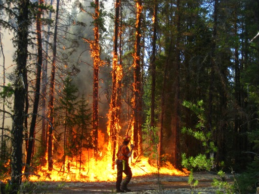 Three forest fires in Far North