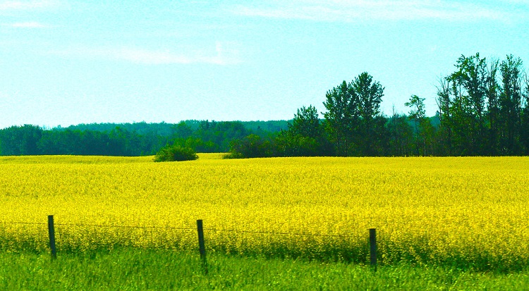 The local trickle-down effect of the Chinese canola embargo