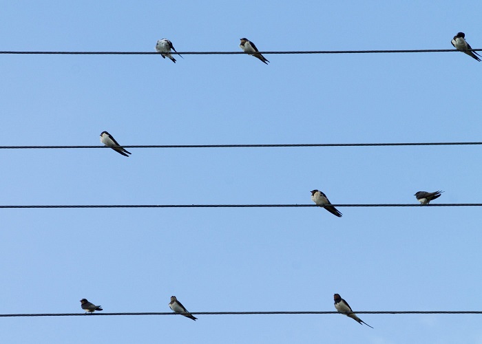 Powerlines can be deadly, even without direct contact