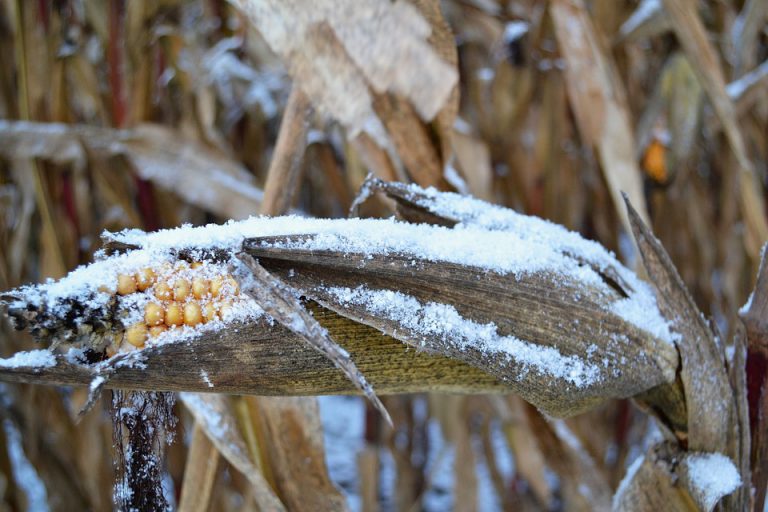 Frost expected over the area this evening