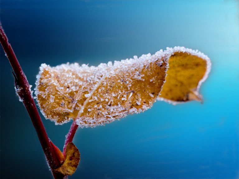 Frost advisory once again over Highway 11 corridor