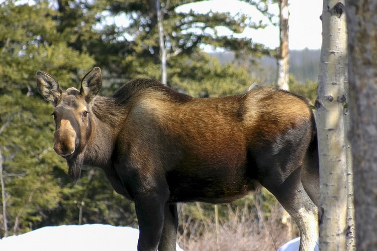 It’s the season when moose, bears wander onto roads