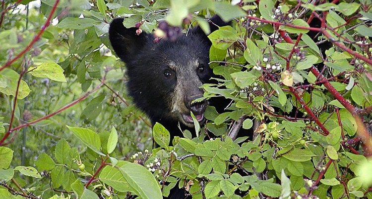 Despite doing everything right to prevent it, a bear came to visit