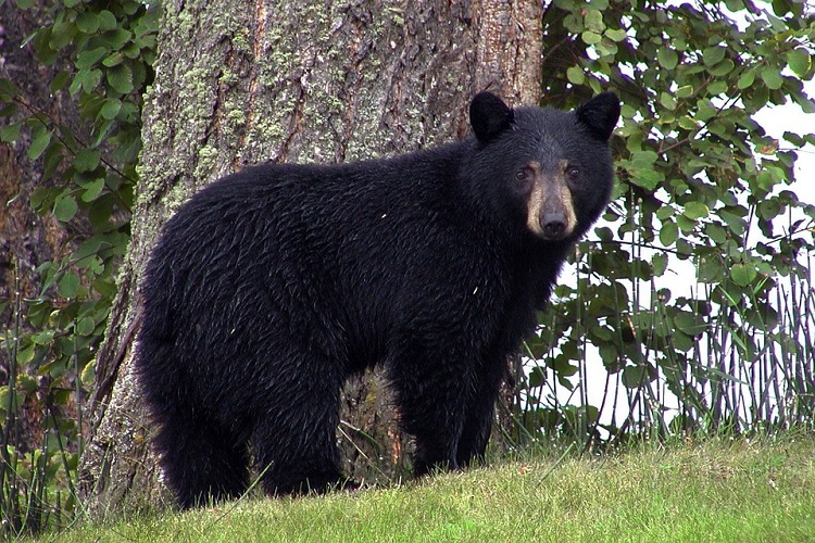 Warnings issued to campers regarding ‘bear attractants’