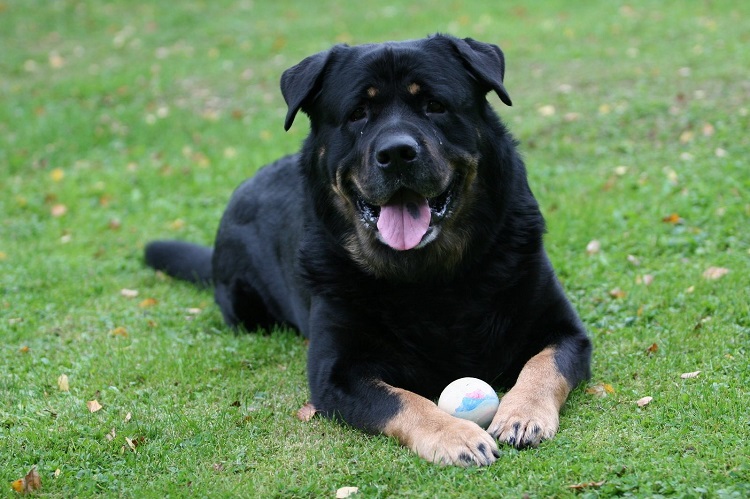 Pet therapy coming to Sensenbrenner Hospital