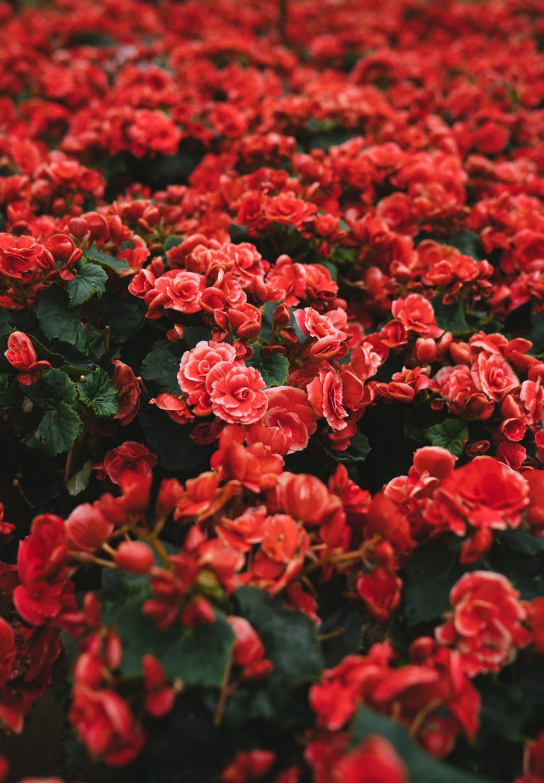 Kapuskasing Horticultural Society Marks 90th Straight Show
