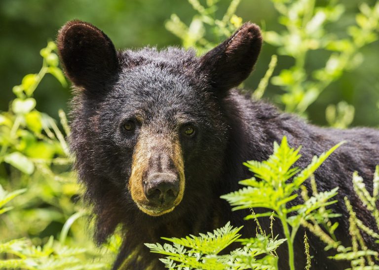 Bumper Crop of wild berries should keep bear problems down