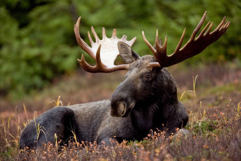 Altercation while hunting costs a woman 10-year ban