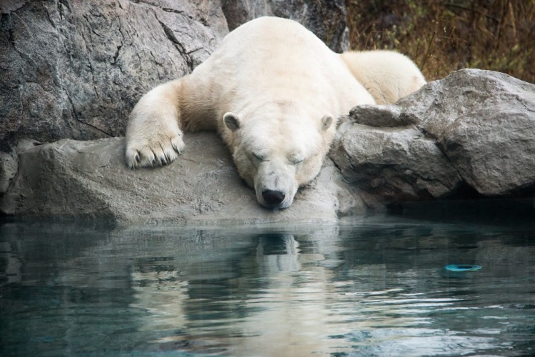 Cochrane Polar Bear Habitat doing well since opening on Canada Day