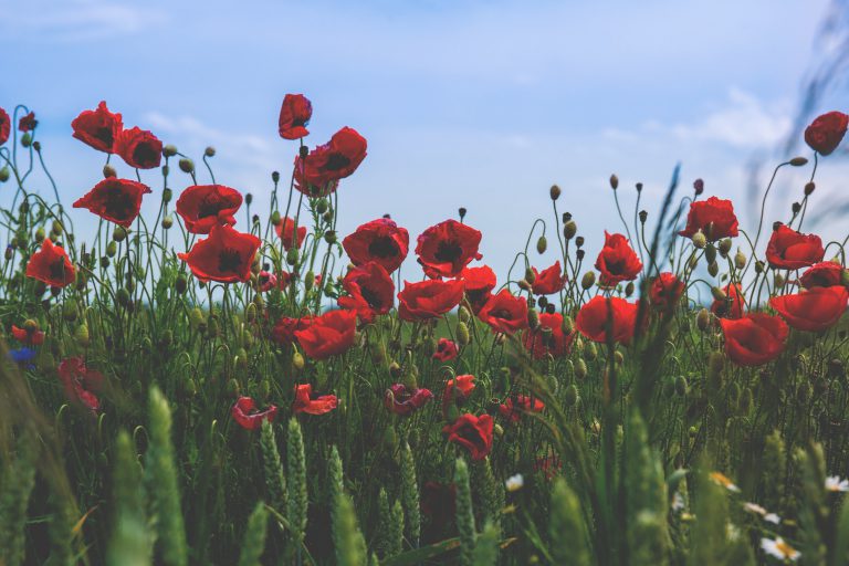Plenty of activities to mark Remembrance Day in Kapuskasing area