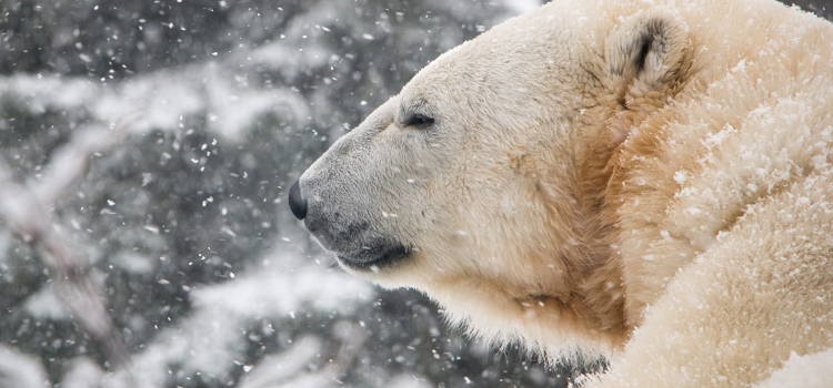 Polar bears to live in Cochrane for at least one more year
