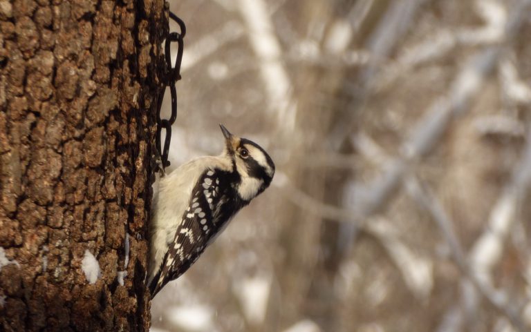 Bird watchers needed Saturday in Hearst