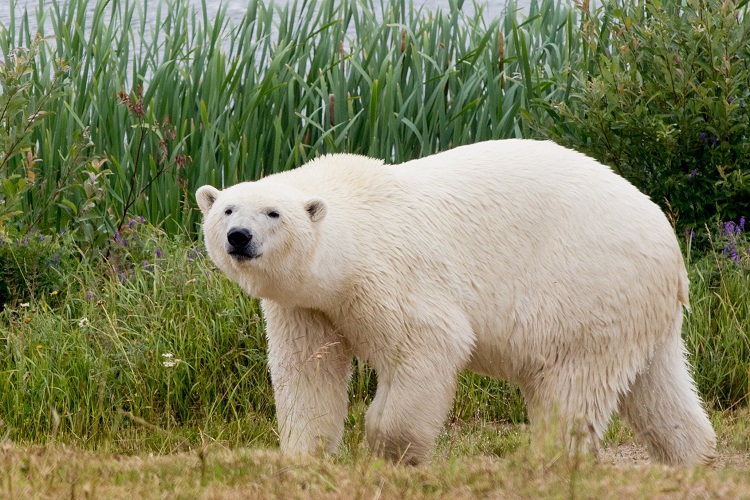 BREAKING NEWS: Taiga the polar bear dies
