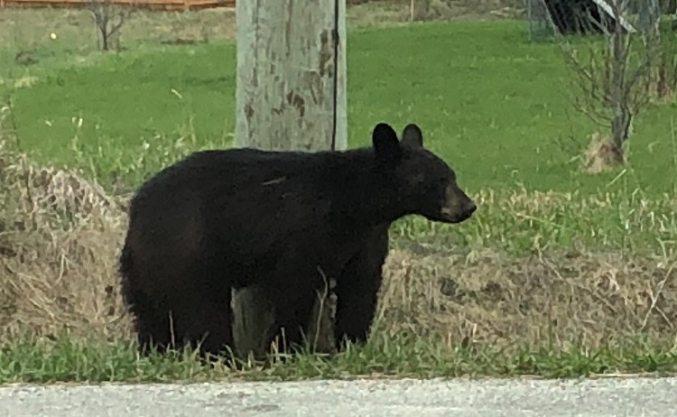 Bears shouldn’t be as hungry this spring as they are most years: MNRF