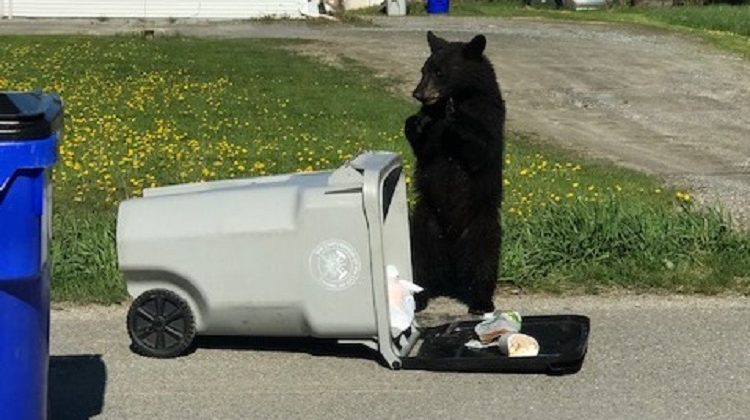 ‘Don’t invite a bear for supper’: OPP