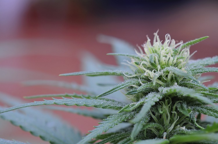 Drug charges against Kapuskasing man
