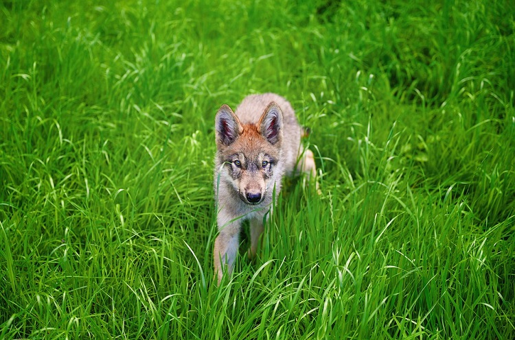 They’re not orphans: MNRF says stop feeding wolf cubs near Cochrane