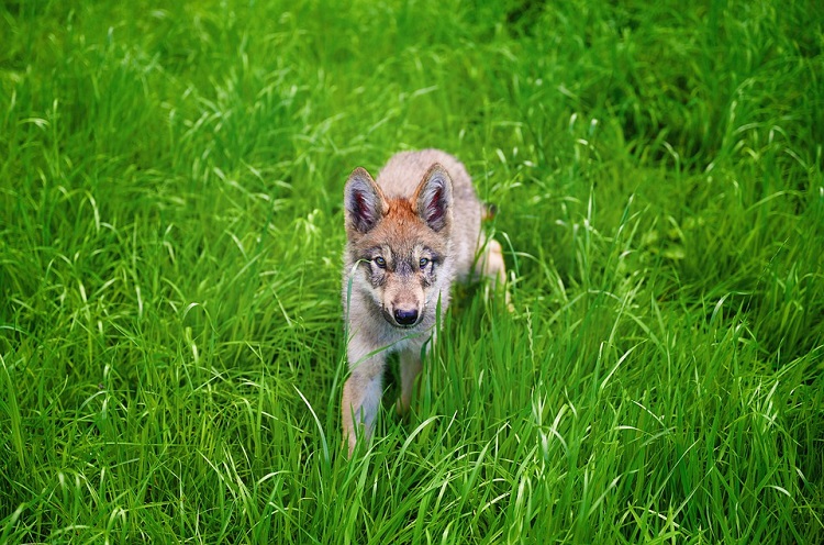 They’re not orphans: MNRF says stop feeding wolf cubs near Cochrane