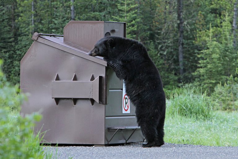 Bear sightings in Val Albert neighborhoods in Kapuskasing