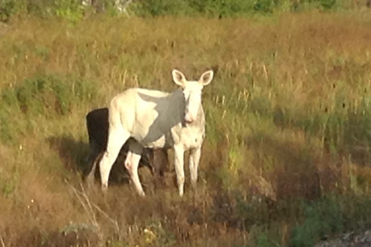 White moose only found in Foleyet area