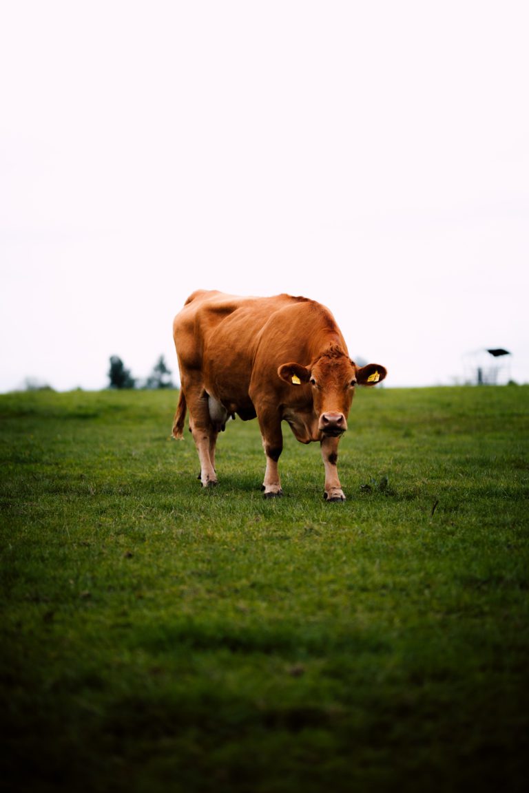 Large animal farmers looking for help from Kap Town Council