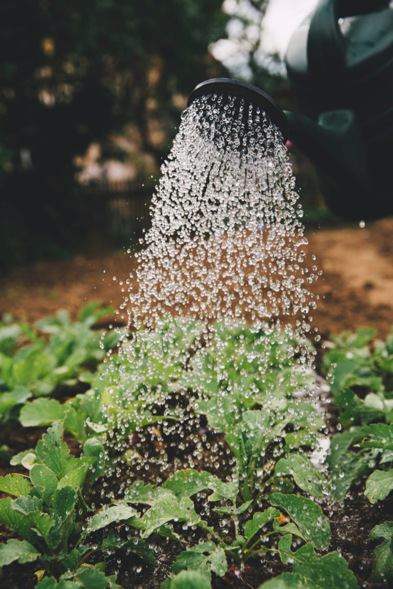 Kids in the garden program offering free container garden kits
