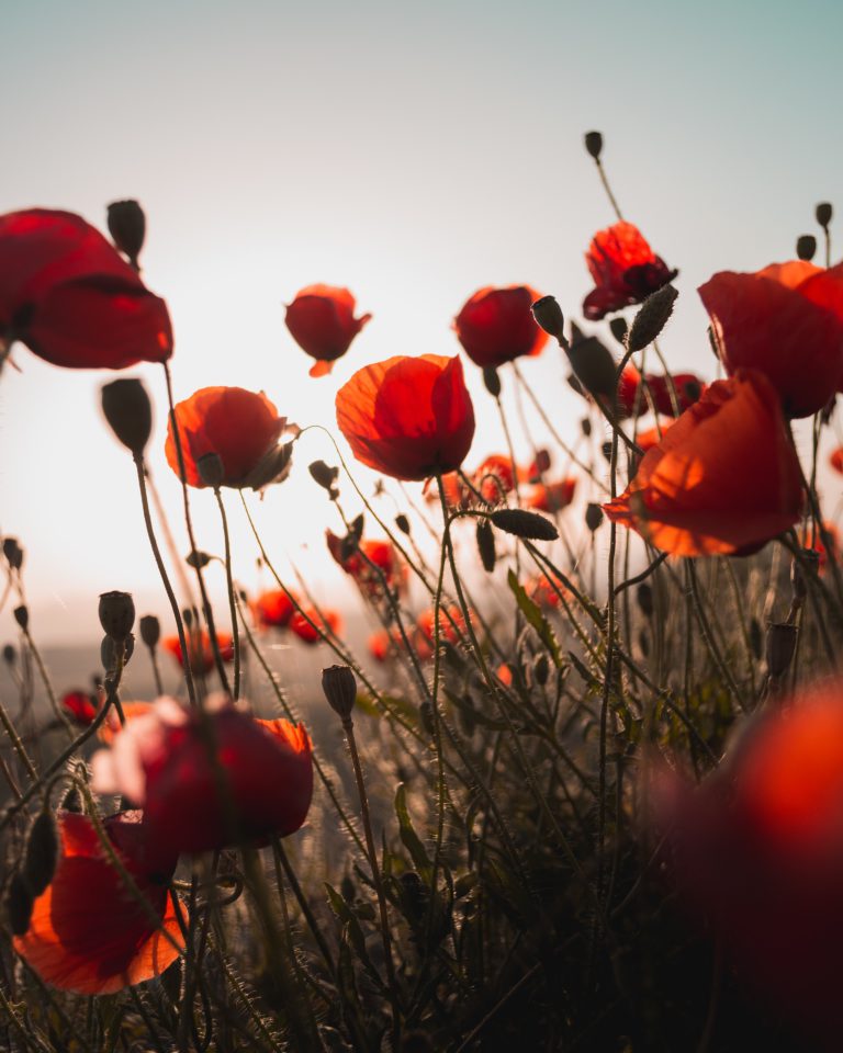 Two Remembrance Day services planned for Kapuskasing area