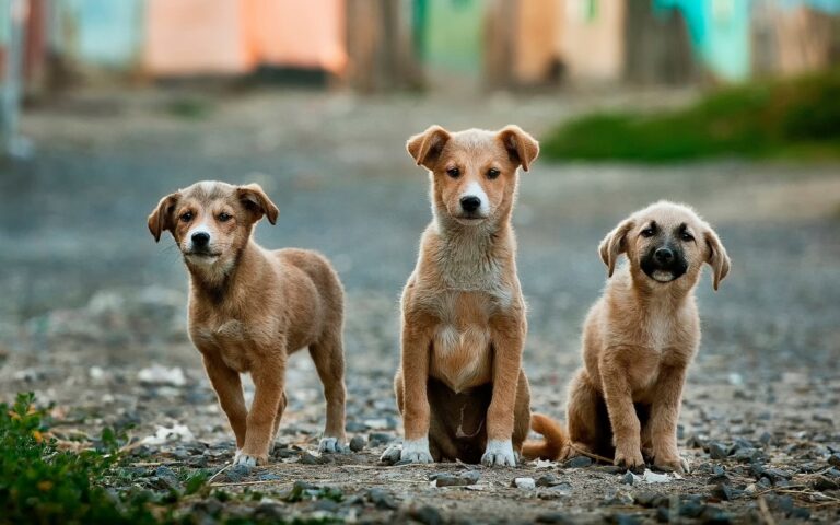 Kap Town council asked to help recruit veterinarians to community