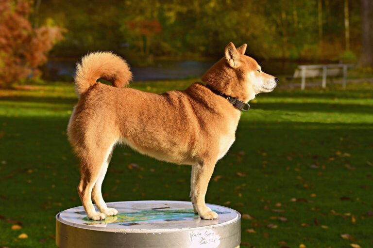 Public meeting this week for proposed dog park in Kap