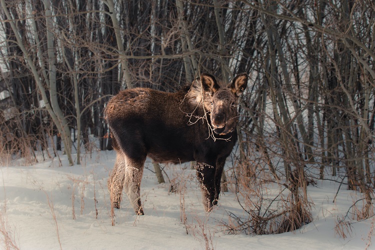 Moose on the road: You can’t avoid driving into what you can’t see