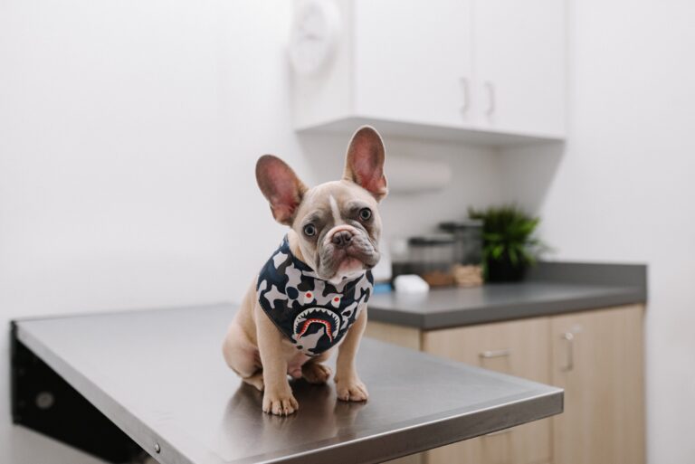 Veterinary Recruitment Committee growing in numbers