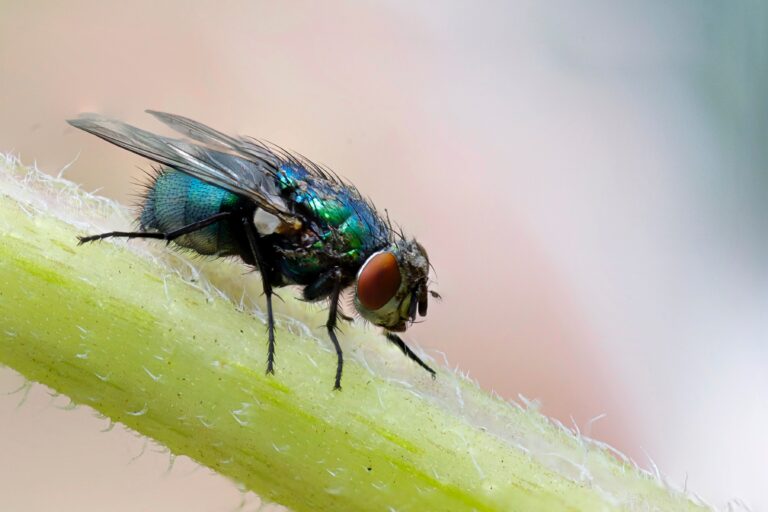 Friendly flies to buzz around for a few weeks longer