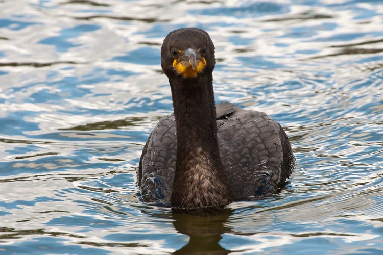 Cormorant population not increasing; they can be hunted every fall: MNRF wildlife specialist