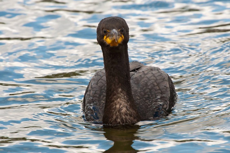 Cormorant population not increasing; they can be hunted every fall: MNRF wildlife specialist