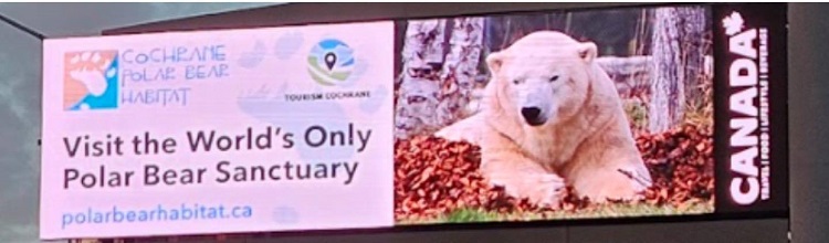 Henry the polar bear stars in billboard campaign in Southern Ontario