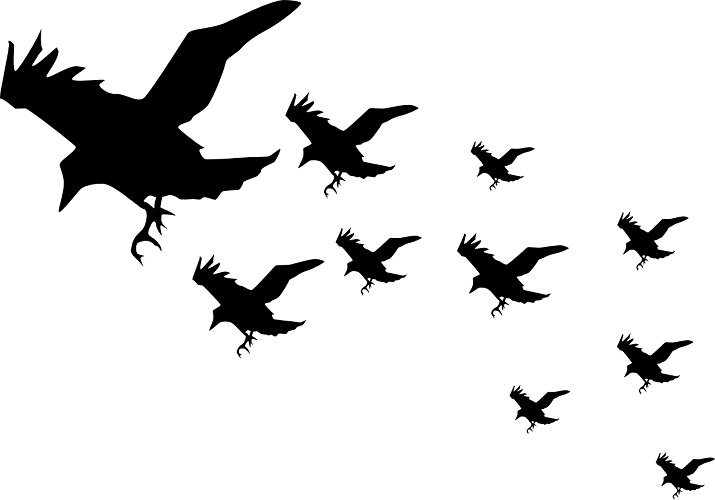 Crows blamed for power interruptions in Kap