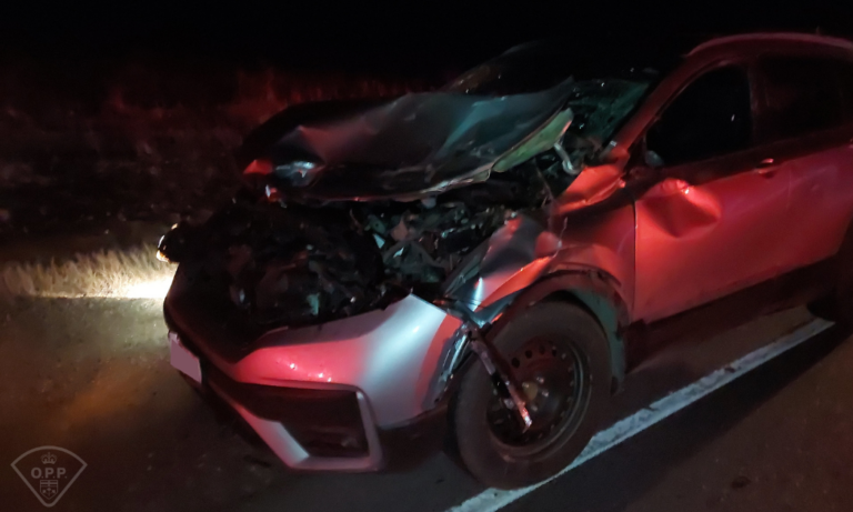 Sunday collision proves the season of moose being on our highways is here