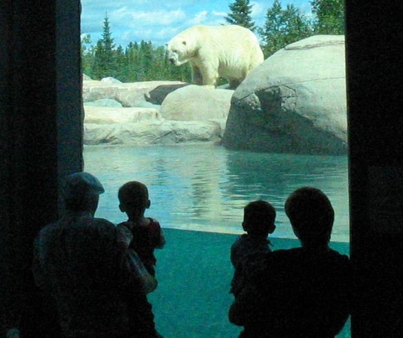 ‘Open Day’ coming to Polar Bear Habitat