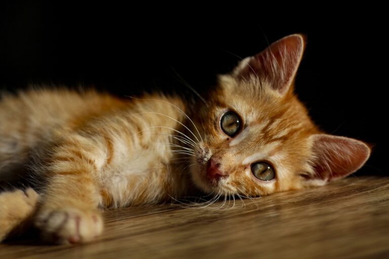 ARK raises $5,065 dollars with help from Pet Valu during Pet Appreciation Month