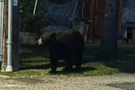 Bears unusually roaming in residential areas