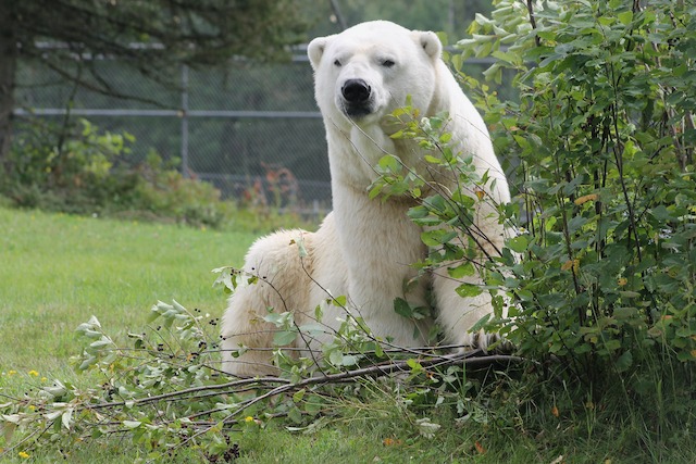 One of the three bears at the Cochrane Polar Bear Habitat dies