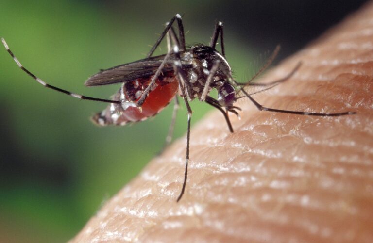 Crow tests positive for West Nile virus