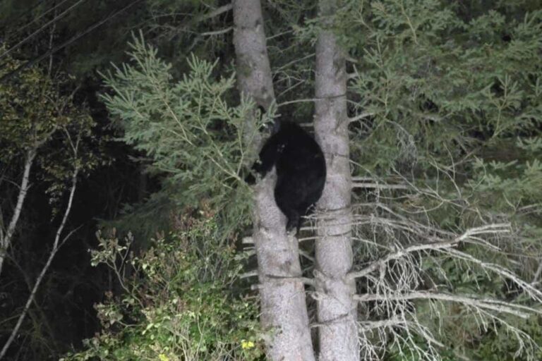What we see as aggressive bear behaviour is actually defensive behaviour: MNRF expert