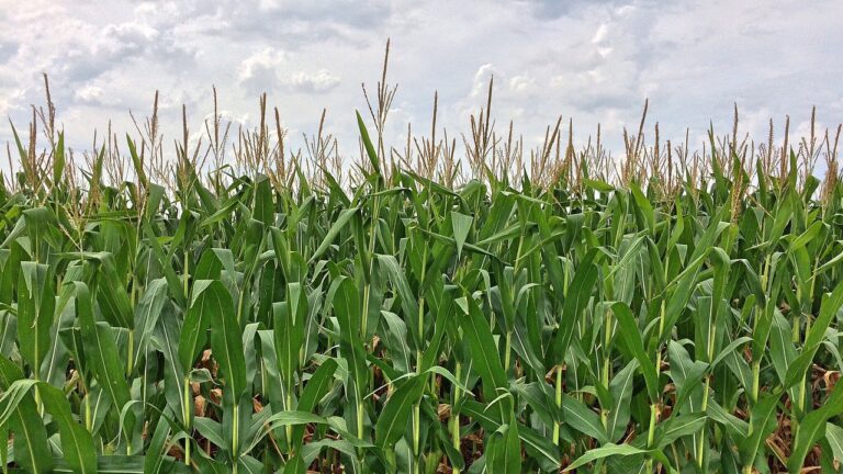 Glow in the dark corn maize is back this Sunday